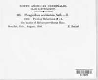 Phragmidium occidentale image
